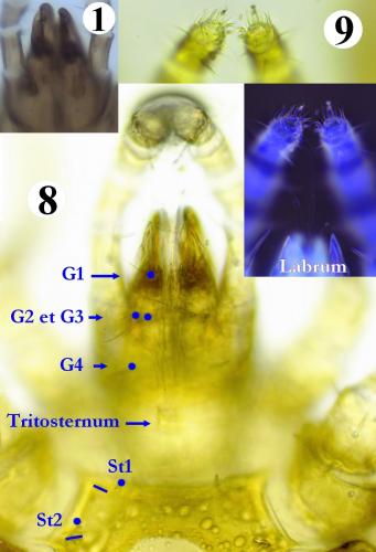 Réf. 234 794 : Neopodocinum meridionalis